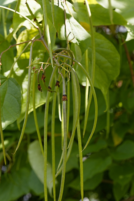 Jardin des Impressionnistes-141